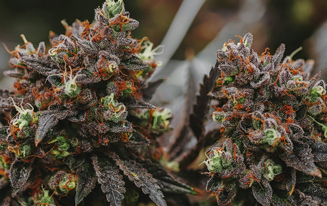 Close-up of two marijuana plants with purple hues
