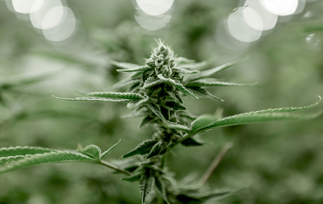 close-up of green marijuana plant