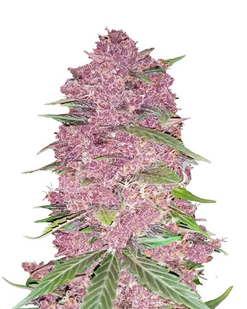 buy-premium-auto-flowering-cannabis-Purple-Lemonade