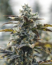 buy-premium-feminized-cannabis-Strawberry-Cough-Auto