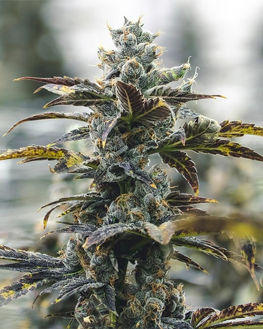 Strawberry Cough Auto
