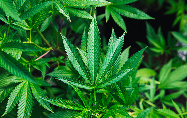 close-up of green cannabis