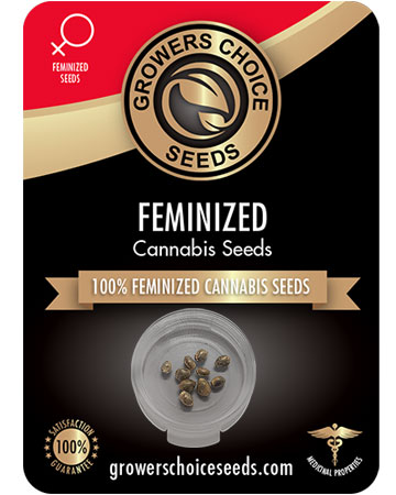 get-best-Feminized-marijuana-seeds-Black-Cherry-Punch