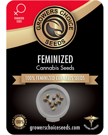 get-best-feminized-albino-Kush-marijuana-seeds