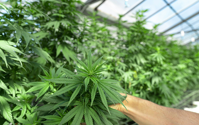 hand reaching for marijuana plant in grow room