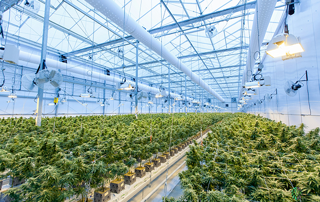 A large commercial cannabis facility, green plants on a white metal frame.