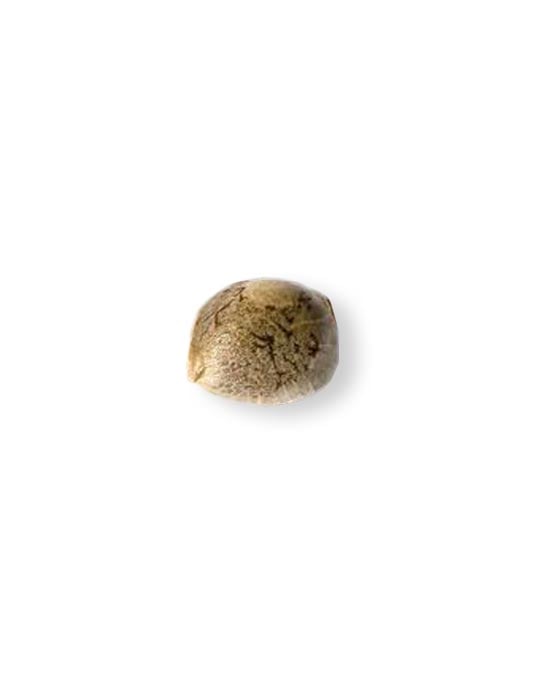 shop-your-choice-weed-seeds-Strawberry-Cough-Auto