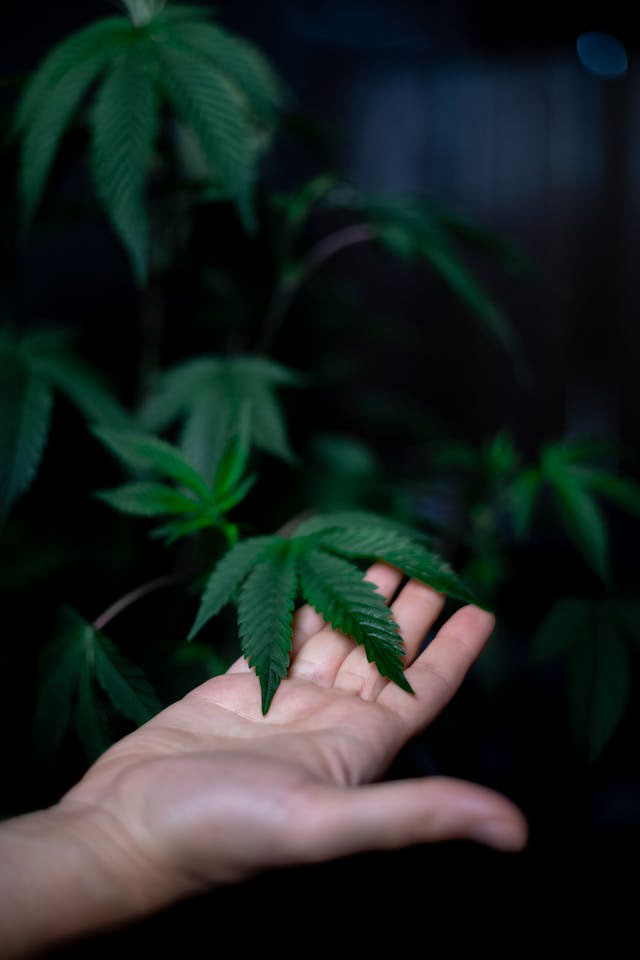 person holding a green cannabis plant