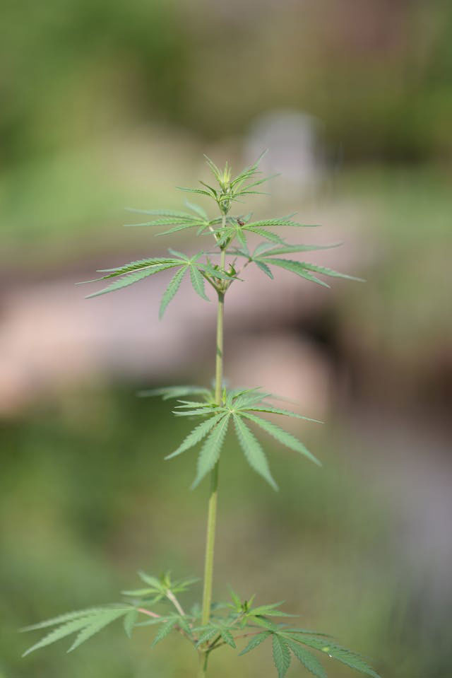 young green cannabis plant