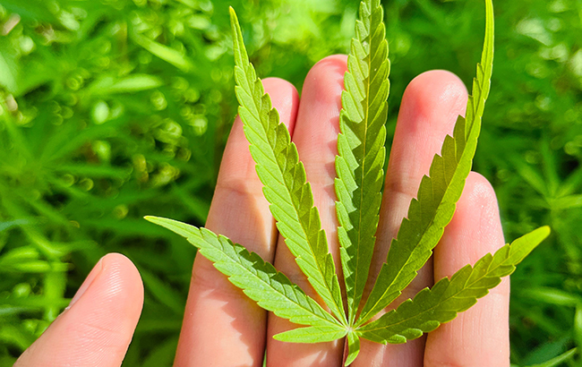 A person holding a green cannabis leaf