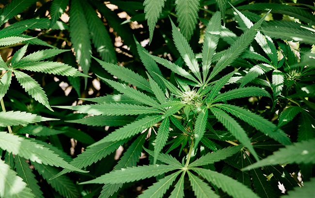 Green cannabis plants