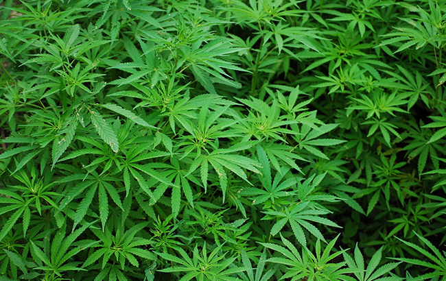 Large cannabis garden