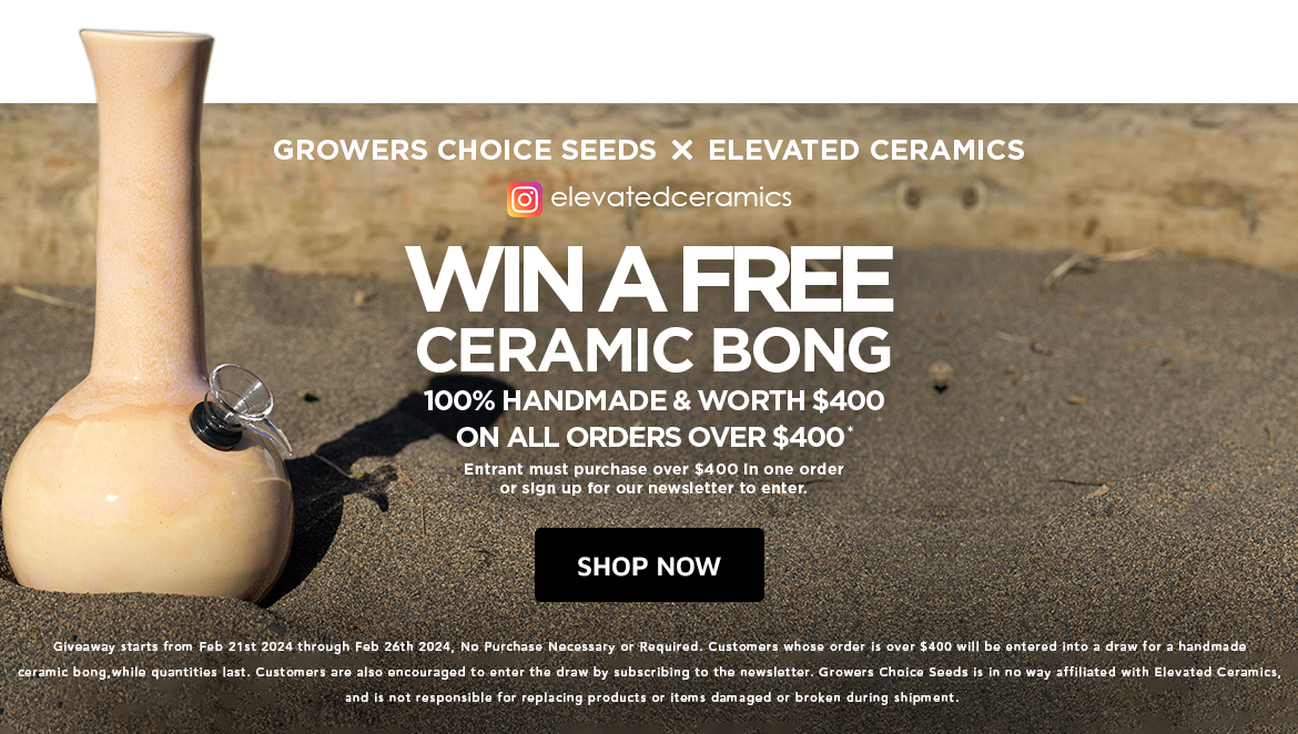 Chance to win a ceramic bong for cannabis seeds - desktop