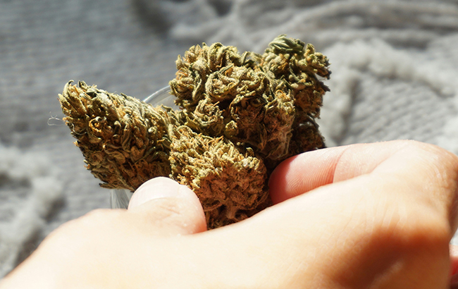 A person holding a marijuana bud.