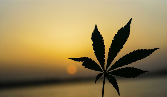 Marijuana leaf held up against a sunset