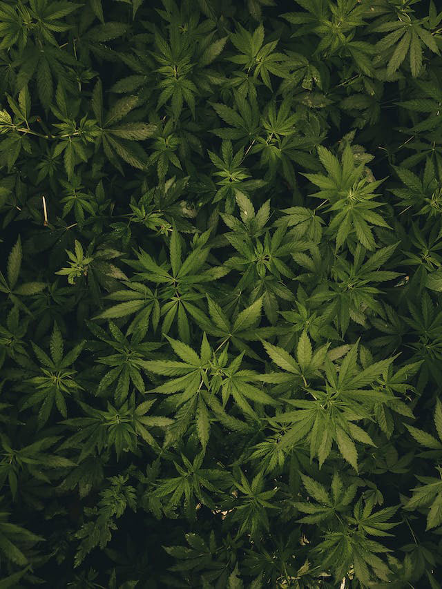 Highly dense cannabis garden