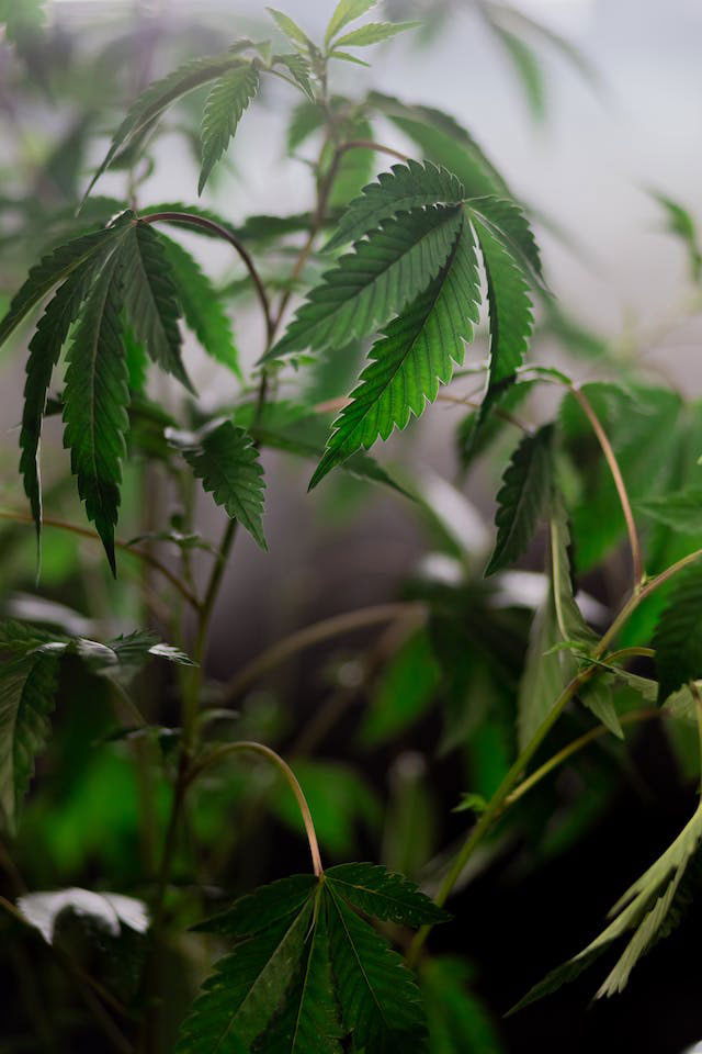 Full-length shot of cannabis plant