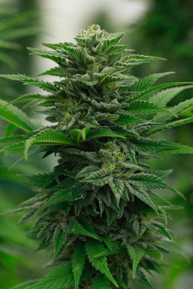 Bunchy and dense green cannabis plant
