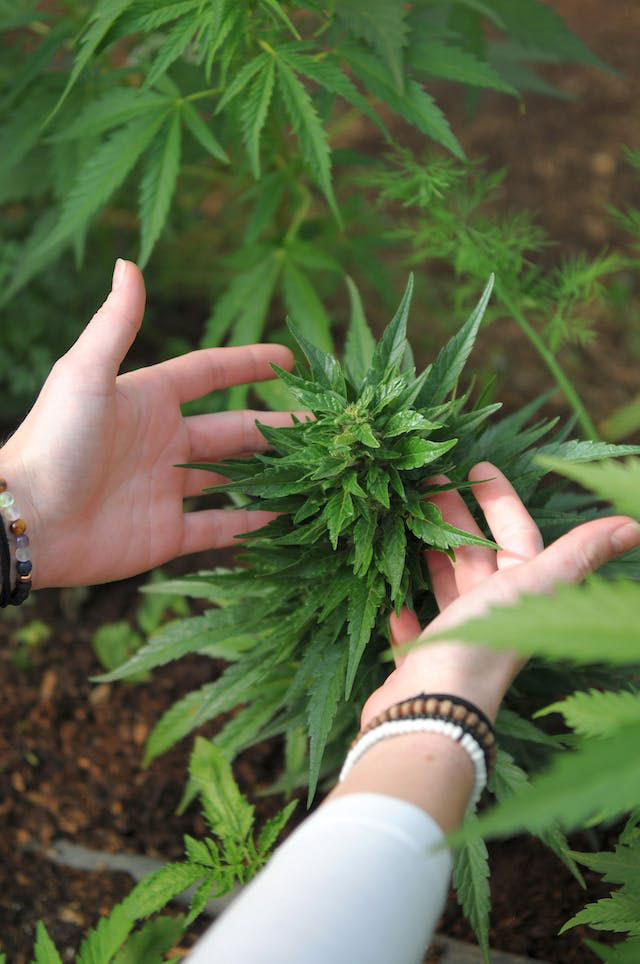 Individual holding live cannabis plant in hands