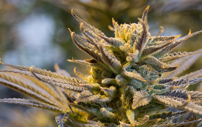 Bold and vivid colors on a female cannabis plant.