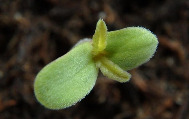 Seedling sprouting through the soil after germination