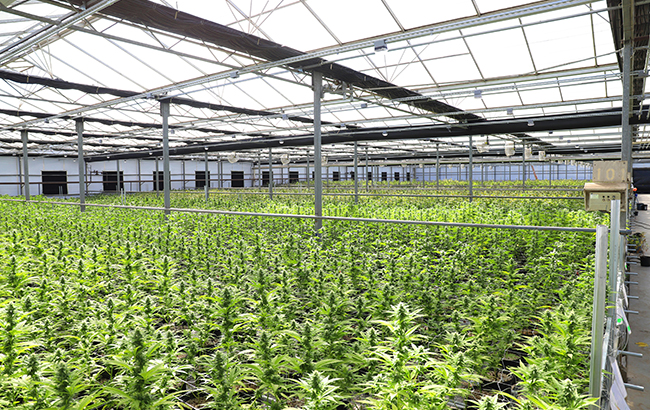Green cannabis plants inside a greenhouse