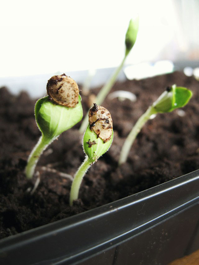 Green leaf sprouting from seed in soil