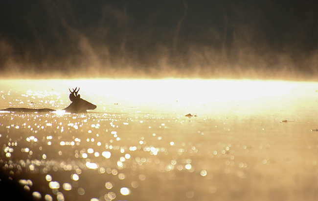 A deer swimming in the Chattahoochee River at sunrise.