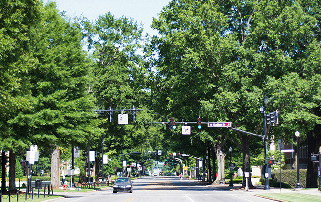 A street lined by trees in Tuscaloosa, AL.