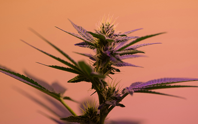 Tall marijuana plant with purple leaves against an orange background