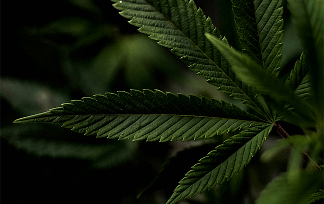 A cannabis plant against a black background.