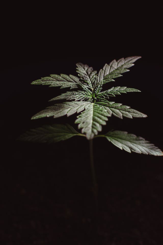 Muted green cannabis plant with black background