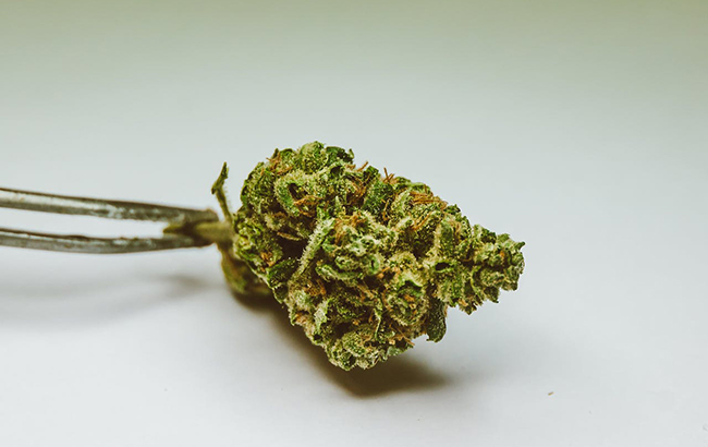 bright green dried cannabis 