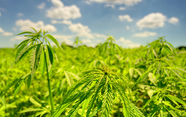 Marijuana plants growing outside under a blue sky
