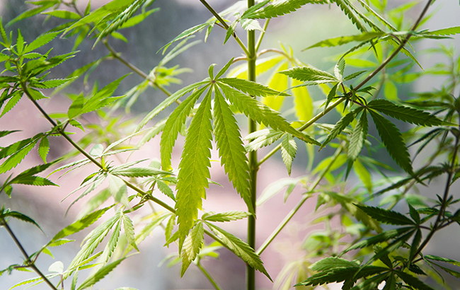 A green cannabis plant