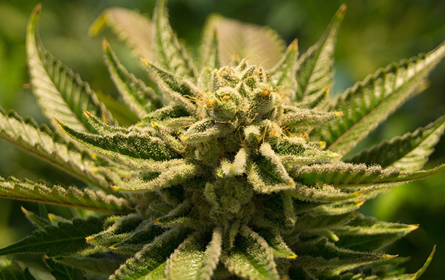 Sativa cannabis plant