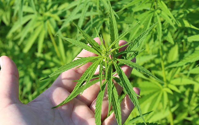 Indica cannabis plant