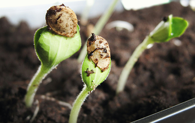 A closeup shot of a seed popping into a seedling.