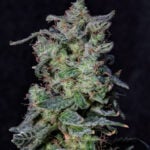 Black Cherry Punch