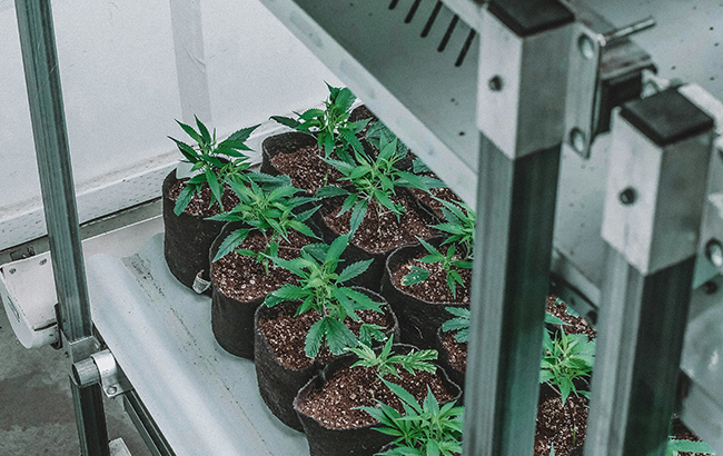 Small, potted marijuana plants in an indoor grow area. 