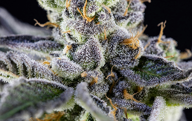 A closeup of a marijuana bud.
