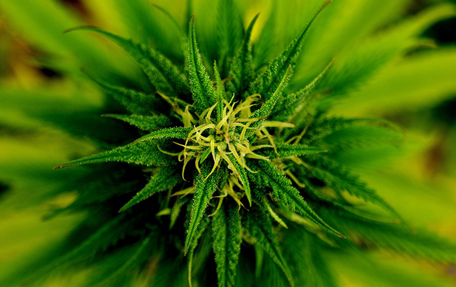 blooming cannabis plant