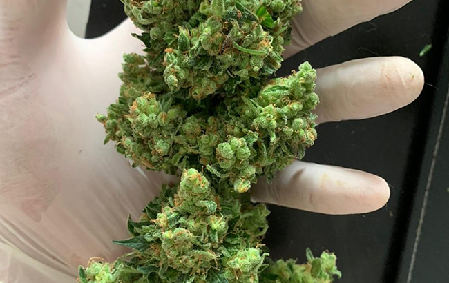 Chunky, bright green hybrid cannabis flower