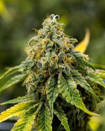 super lemon haze