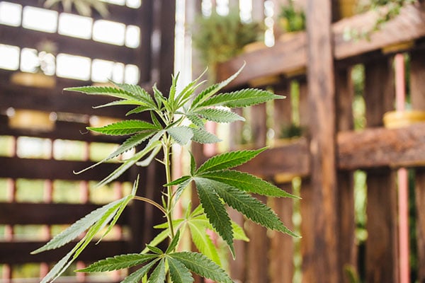 A close up of a cannabis plant in an enclosed space