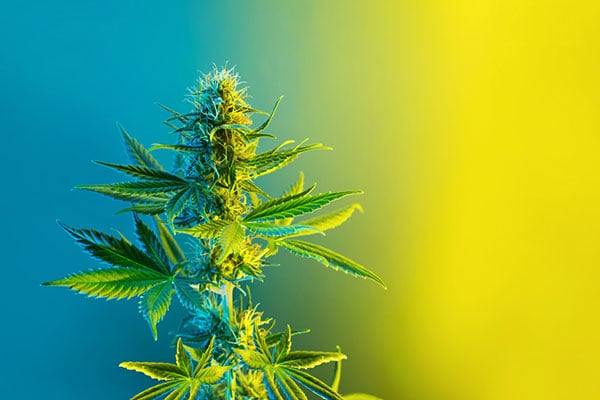 A close up of a marijuana plant in the flowering stage