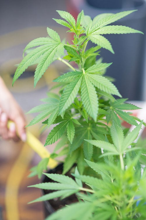 A close up of a person watering a marijuana plant