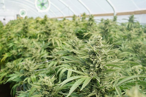 A close-up of cannabis plants in a greenhouse