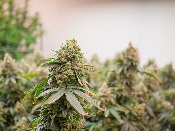A close-up of cannabis plants ready for harvest