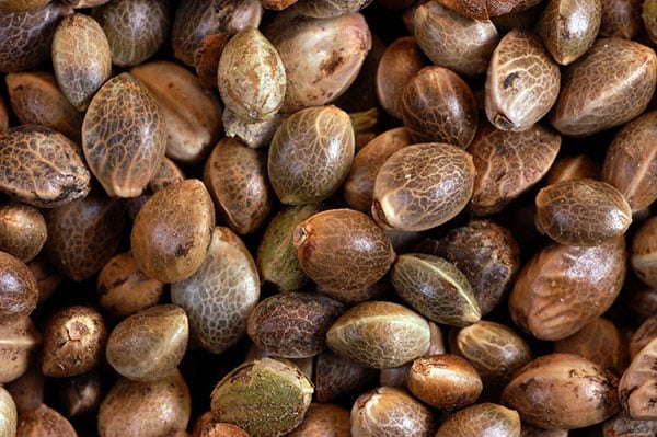 A close-up of cannabis seeds